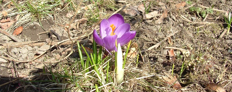 blomma_900x360.jpg