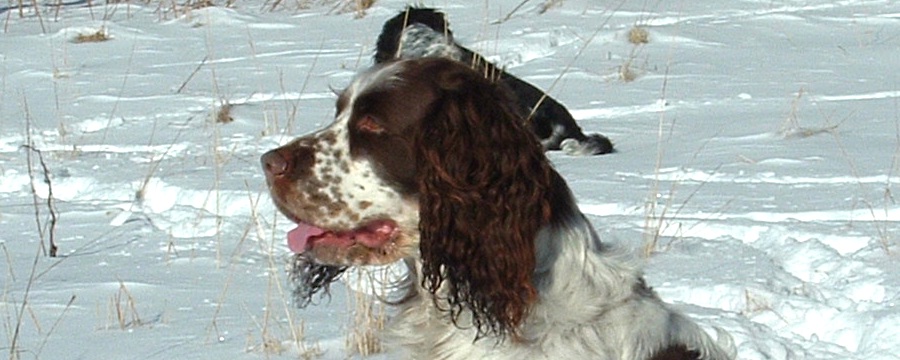 bobo1a_900x360.jpg