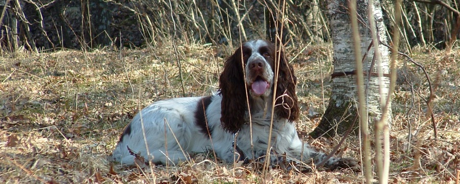 bobo2a_900x360.jpg