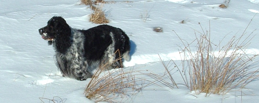 maja1a_900x360.jpg