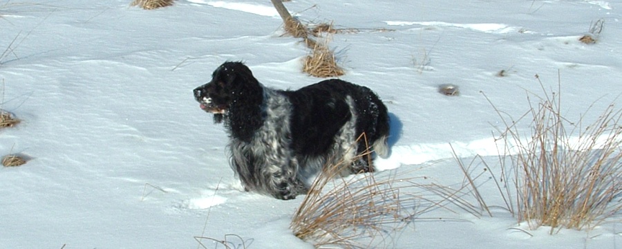 maja2a_900x360.jpg